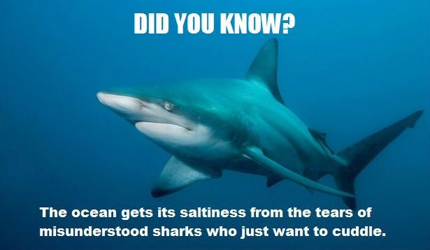 The real reason the ocean is so salty. It's not the minerals, it's the feels from all the sad sharks. 🥺