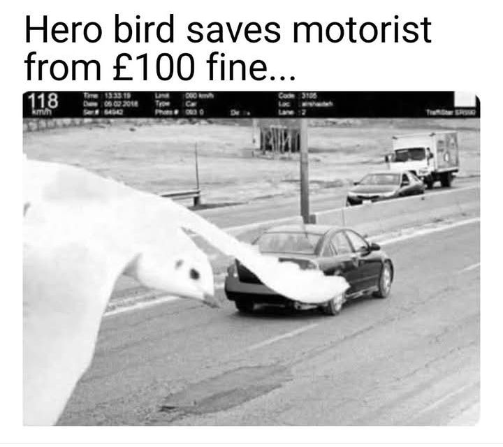 Not all heroes wear capes... some have wings and impeccable timing. 🕊️