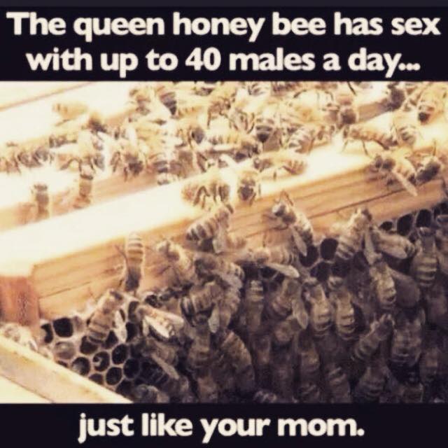Bringing you the hottest science facts and even hotter burns. Your mom is the queen! 🐝🔥